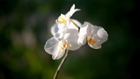 Branch of a white orchid Stock Footage 94666706