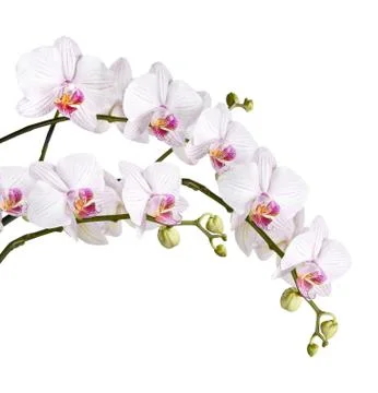 Branch of white orchids Stock Photos