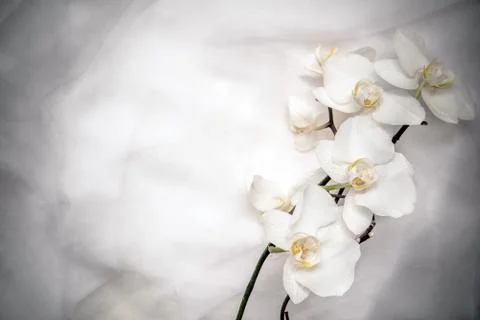 The branch of white orchids on white fabric background Фото