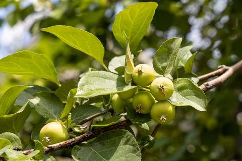 Branch of wild apple tree with small bright yellow apples and green leaves is Stock Photos