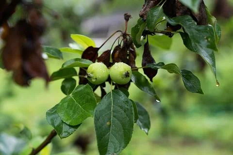 A Branch of wild apple tree with small bright yellow apples and green leaves  Stock Photos