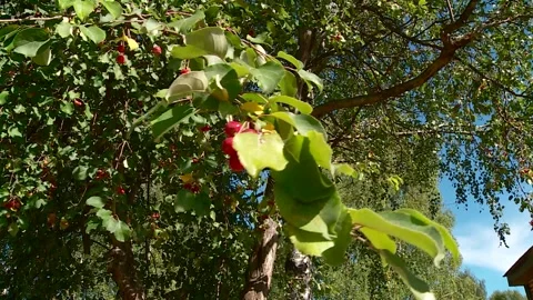 A branch of a wild apple tree in summer Stock Footage 340143810