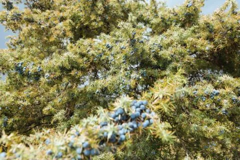A branch of wild juniper Stock Photos