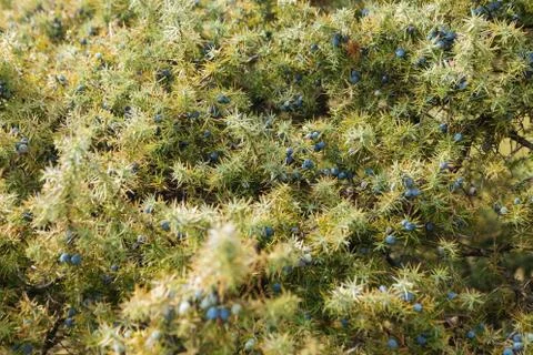A branch of wild juniper Stock Photos