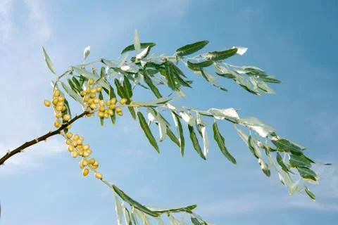 Branch of wild olive trees Stock Photos