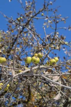 Branch of wild pear 스톡 사진