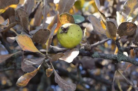 Branch of wild pear Stock Photos