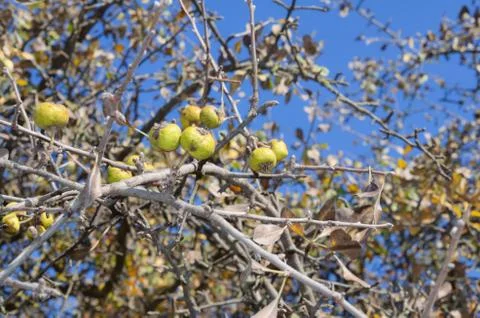 Branch of wild pear Stock Photos