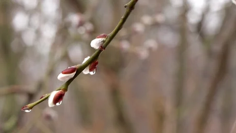 Branch of willow on blurred background. Flowering willow in early spring. Stock Footage 105110106