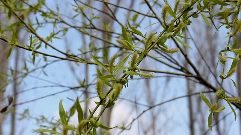 Branch of a willow close up swung by a breeze Vídeo Stock 106934757