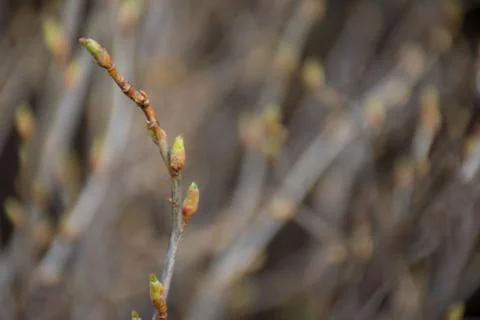Branch of willow Stock Photos