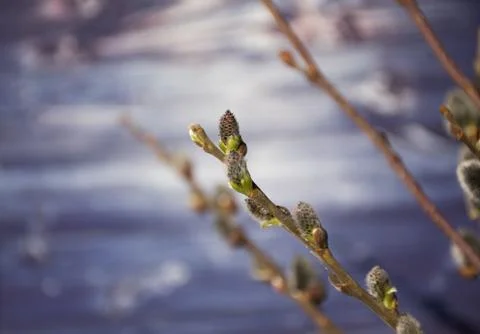 Branch of willow Stock Photos