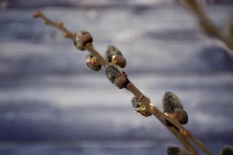 Branch of willow Stock Photos