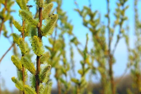 Branch of willow in the spring Stock Photos
