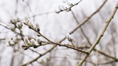 Branch of willow tree with blooming young male catkins in spring in forest. Stock Footage 174216194