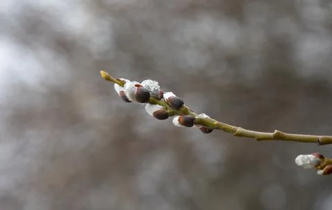 A branch of a willow tree with buds. Stock Photos