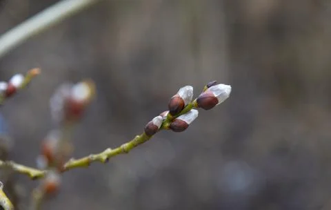 A branch of a willow tree with buds. Stock Photos
