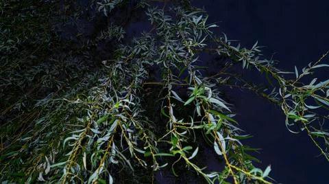A branch of a willow tree hangs, against the background of the night sky Stock Photos