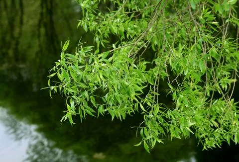 Branch of willow tree Foto stock