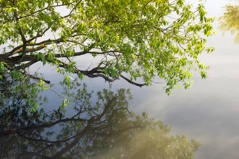 Branch of willow tree Stock-Fotos