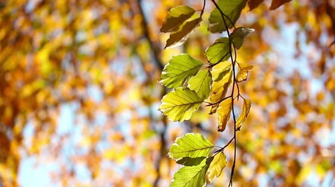 Branch wind autumn HD Stock Footage 32297630