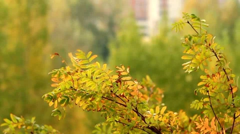 Branch on the wind Stock Footage 8826867