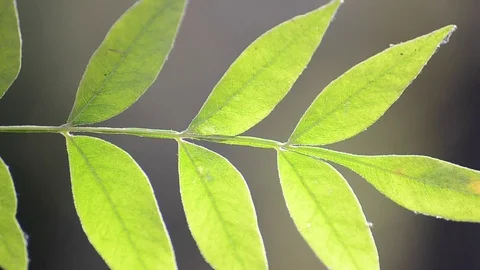 Branch in the wind Stock Footage 78547165