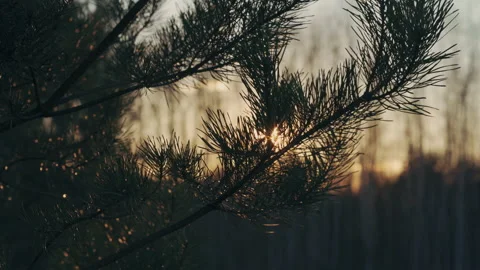 Branch in the wind, sunset Stock Footage 147496057