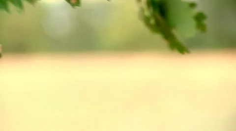 Branch - windy day Stock Footage 10578755