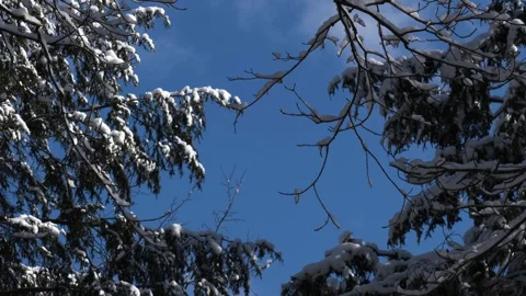 Branch winter blue sky forest scene fresh snow winter wonderland Vídeo Stock 292335779