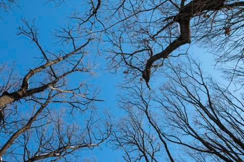Branch of winter tree Stock Photos