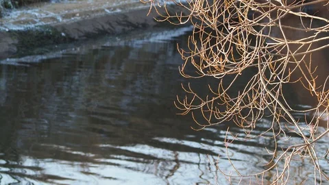 A branch without leaves on the background of the river. Stock Footage 120869754