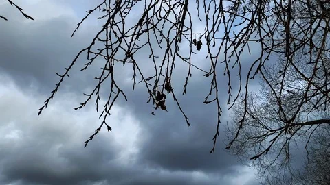 A branch without leaves sways in the wind, a dark, dark sky. Stock Footage 105990623