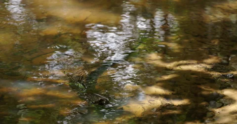 Branch of wood lying in a running stream Stock Footage 68093836