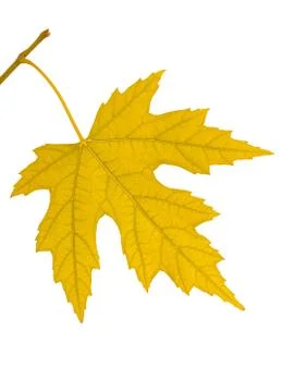 Branch with a yellow leaf Stock Photos