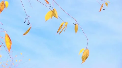 Branch with yellow leaves 스톡 동영상 12460800