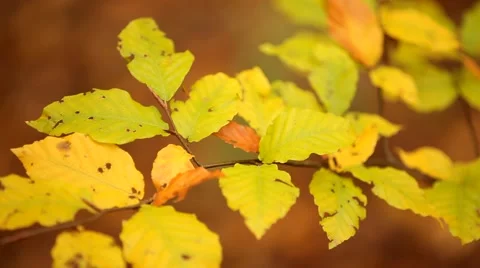 Branch with yellow leaves Stock Footage 51672958