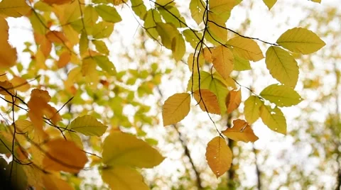 Branch With Yellow Leaves Stock Footage 52478056