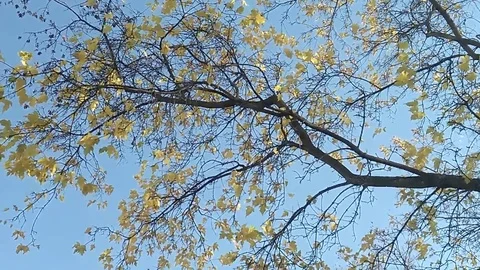 Branch with yellow leaves Video stock 115775509