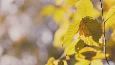Branch with yellow leaves Video stock 219351908