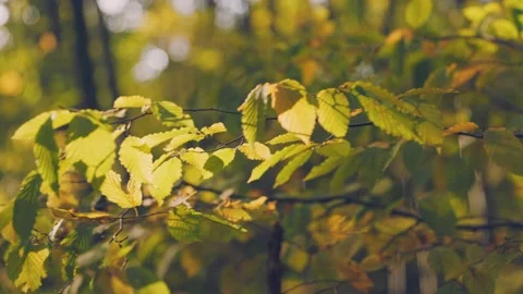 Branch with yellow leaves Stock Footage 219694476
