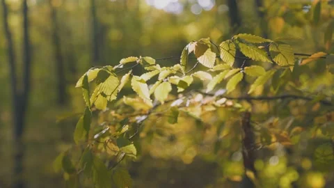 Branch with yellow leaves Stock Footage 220146731