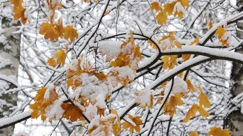 Branch with yellow maple leaves under snow Stock Footage 306373201