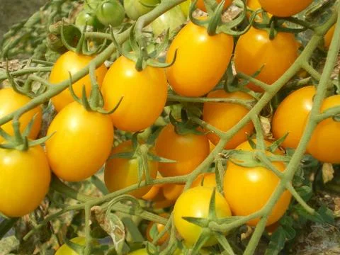 Branch of yellow tomatoes Stock Photos
