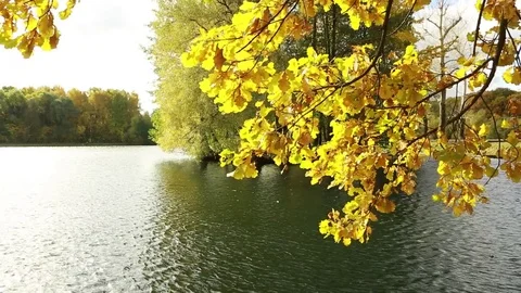  A branch with yellow winds swinging in the wind above the lake Stock Footage 80913107