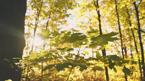 Branch with yellowed branches Stock Footage 249378783