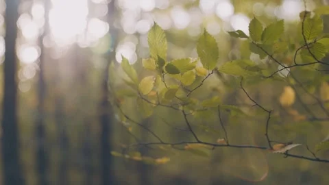 Branch with yellowed branches Stock Footage 249816277