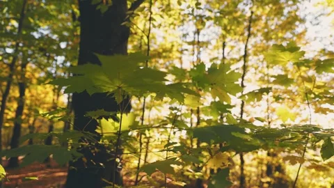 Branch with yellowed branches Stock Footage 251790887