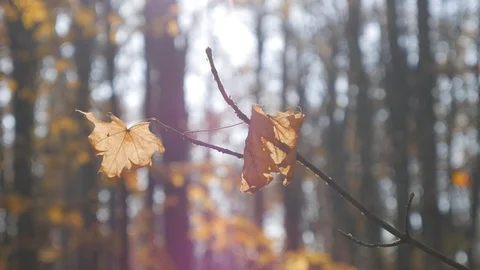 Branch with yellowed leaves on the background of the forest. Penetrating ray of Stock Footage 121688846