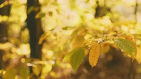 Branch with yellowed leaves Stock Footage 221259323